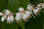 Mountain sweetpepperbush